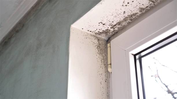 Mold Testing and Removal in Watertown, NY