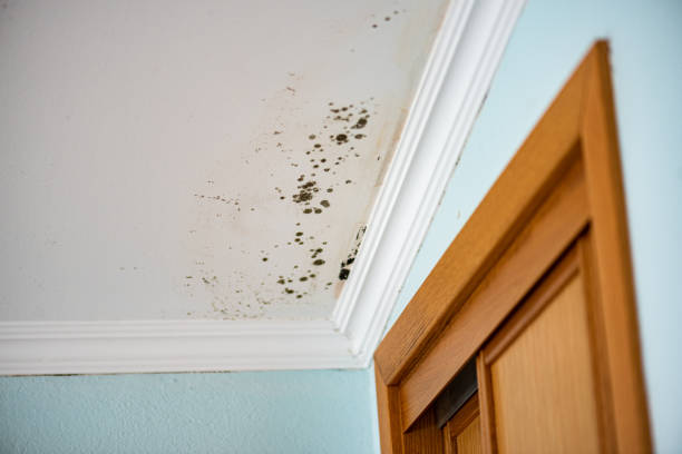Crawl Space Mold Removal in Watertown, NY