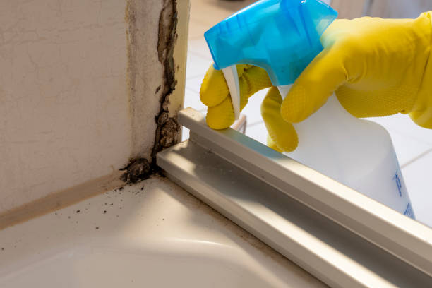 Best Residential Mold Removal  in Watertown, NY
