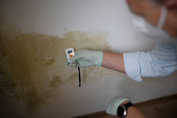 Best Residential Mold Removal  in Watertown, NY