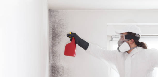 Reliable Watertown, NY Mold Removal Solutions