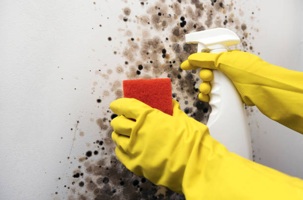 Best Mold Removal and Inspection  in Watertown, NY